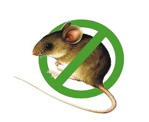 Mẹo diệt chuột hiệu quả mà an toàn