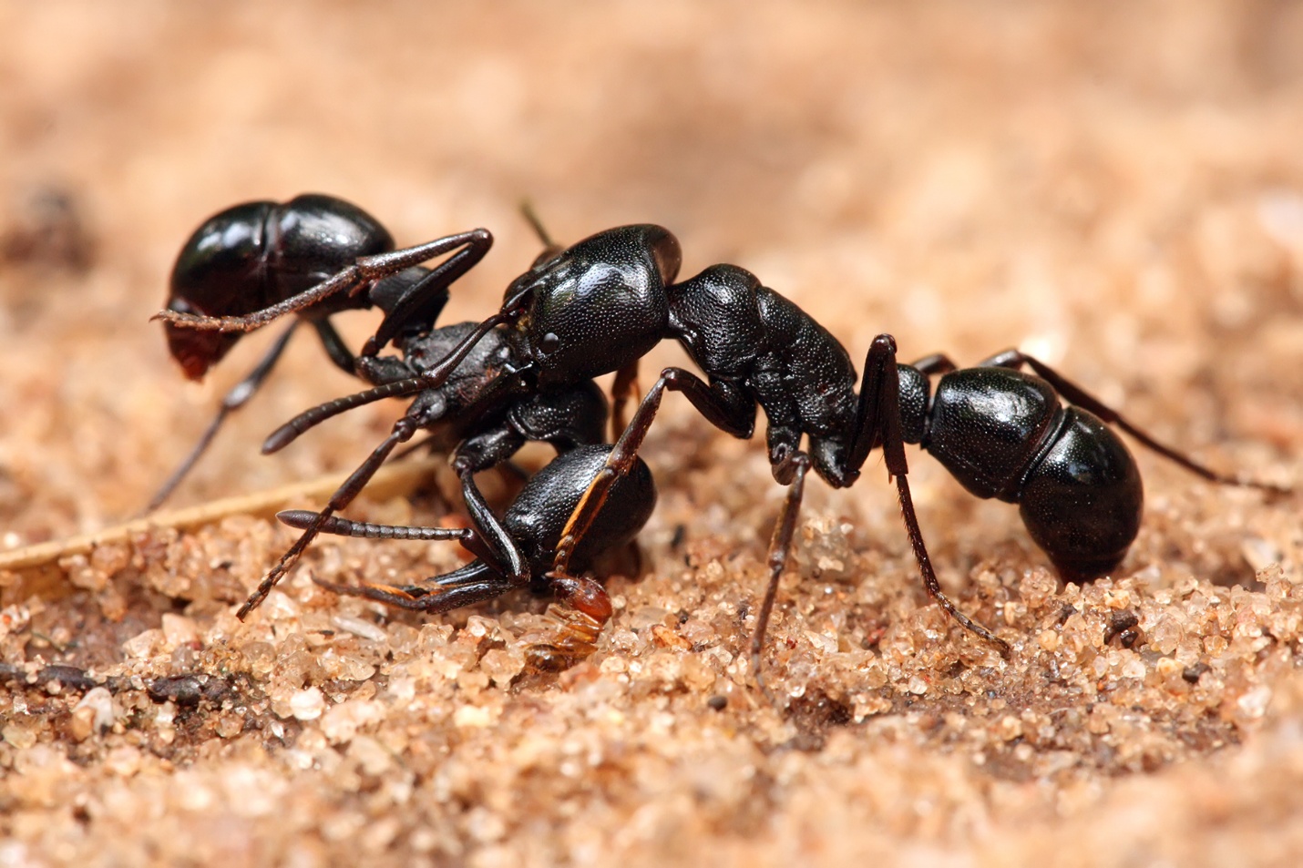 Những thông tin hữu ích về loài kiến và mẹo đuổi kiến khỏi nhà
