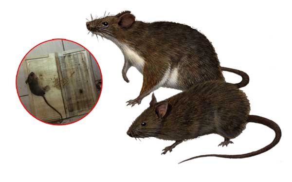 5 cách đơn giản mà hiệu quả đuổi chuột khỏi nhà