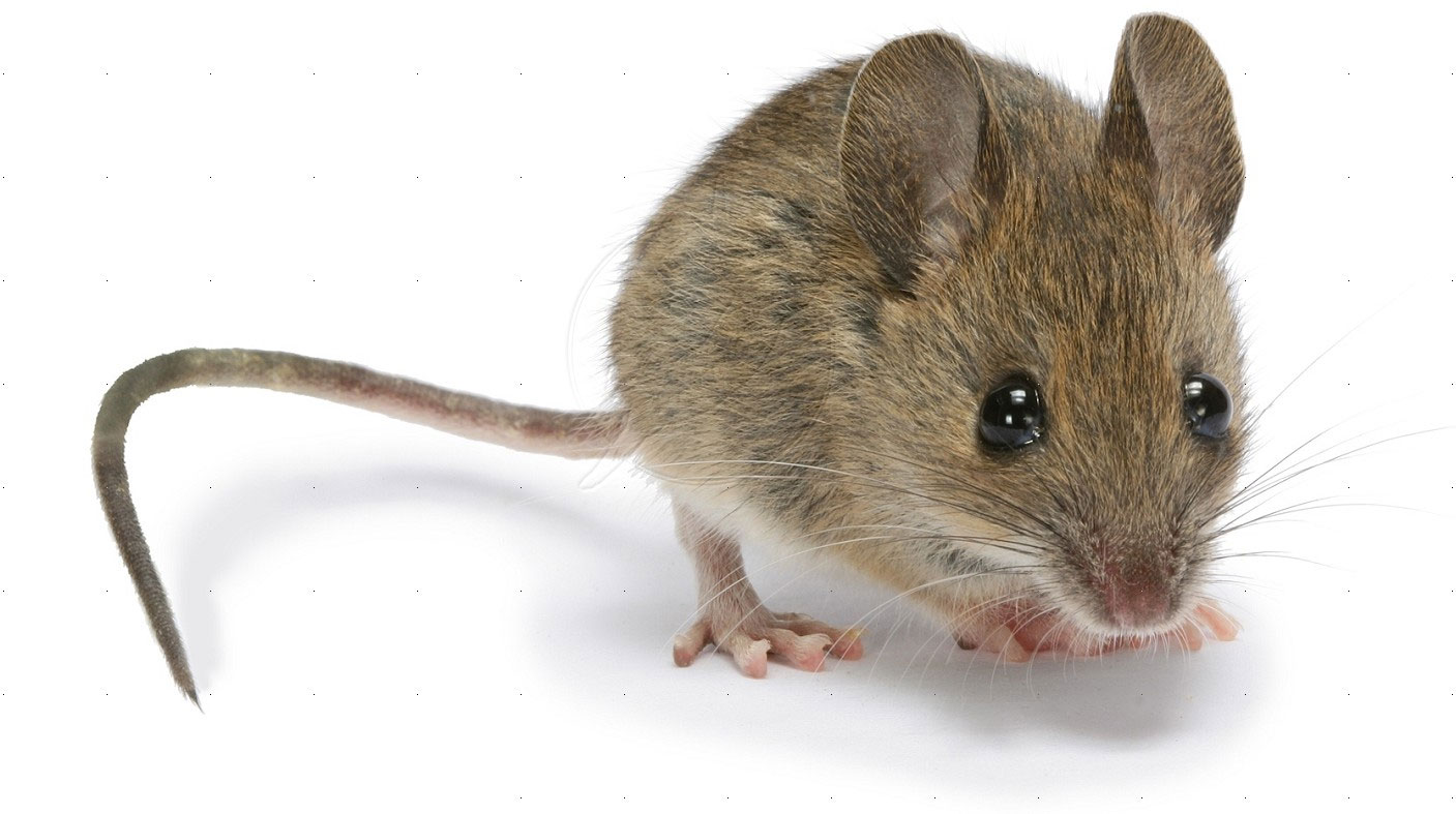 Đuổi chuột tại nhà mà không cần đến thuốc diệt chuột